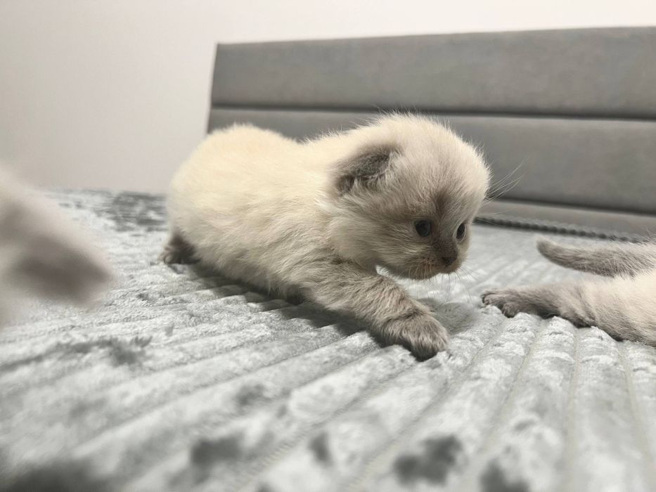 Висловухий хлопчик, кошенята