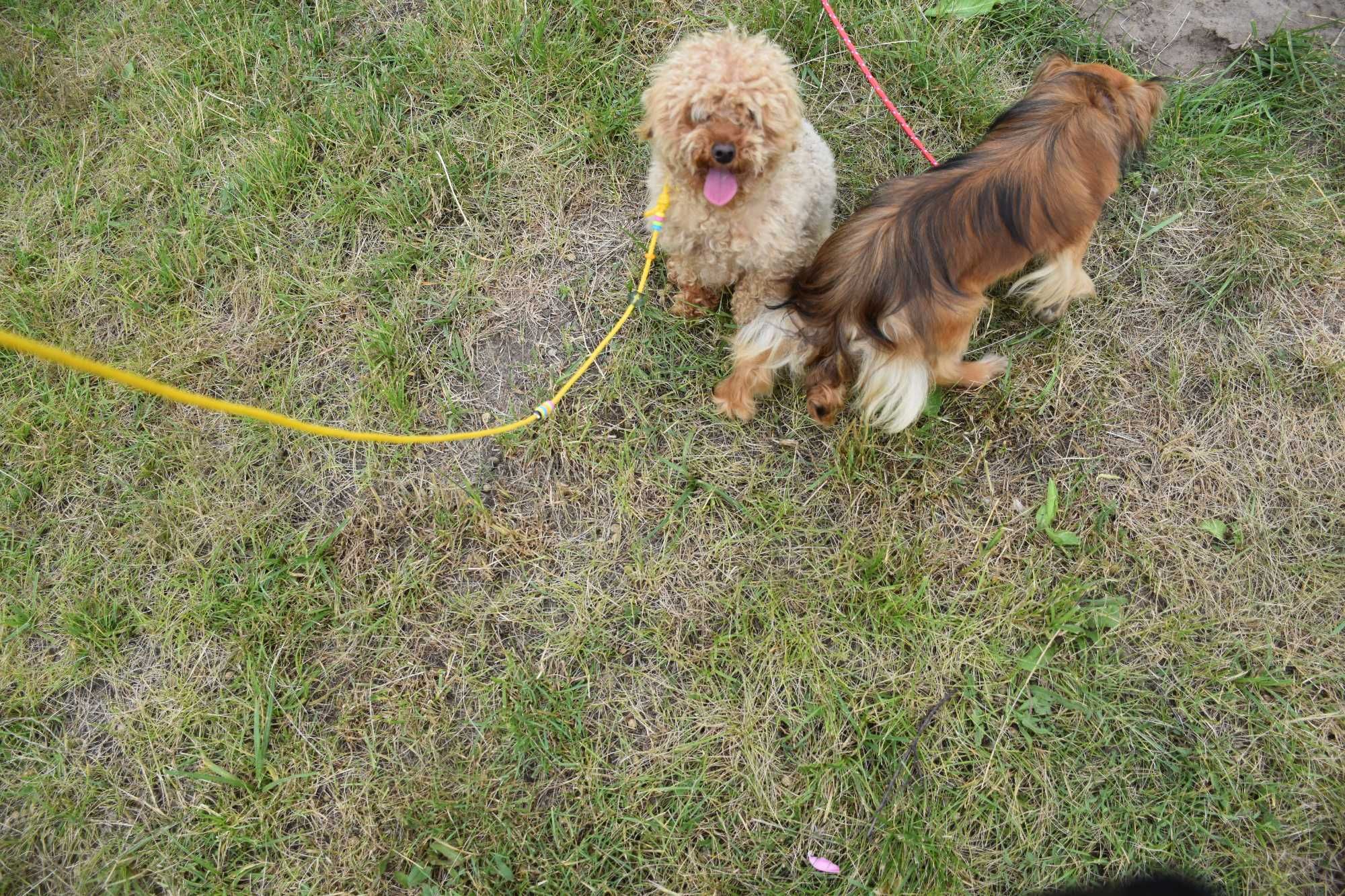 cavapoo pudel mix hybryda ras