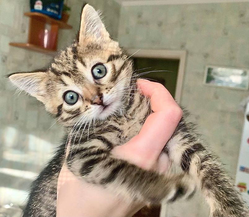 Супер-тигруля! 1,5 месяца!