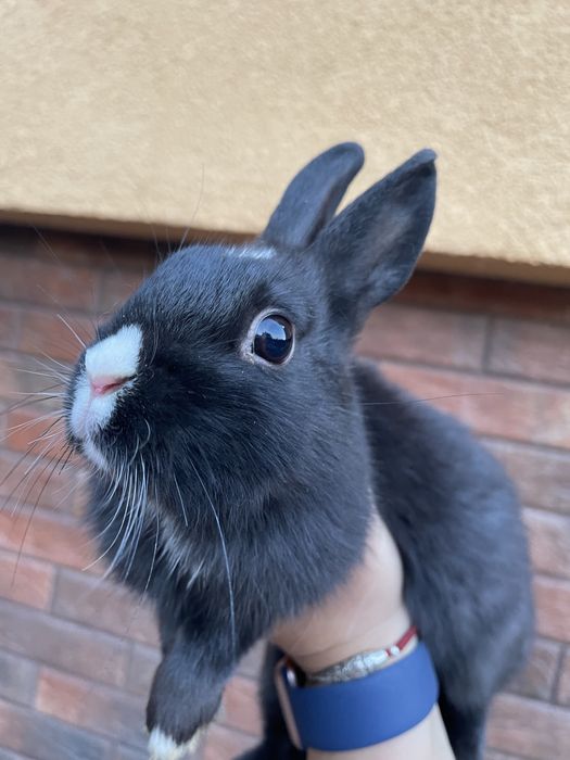 Карликовий міні кролик