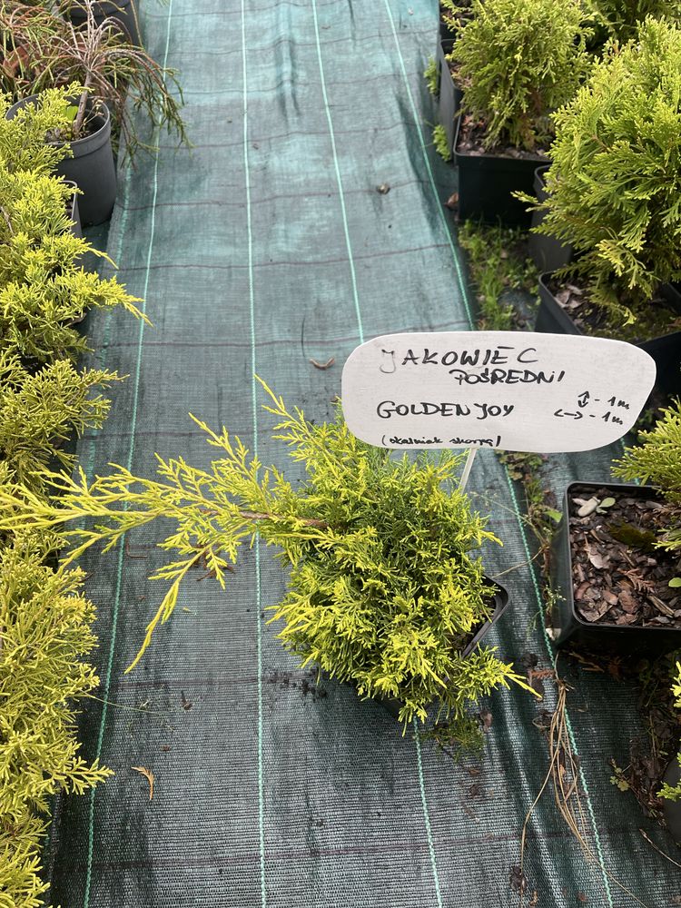 Rośliny na skarpy jałowce