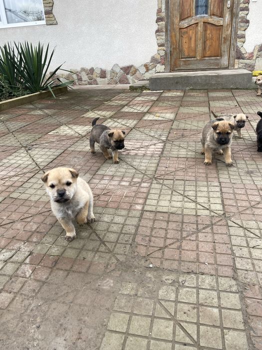 Відам песиків у хороші руки! Мама Шар-Пей