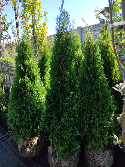 Продам тую смарагд