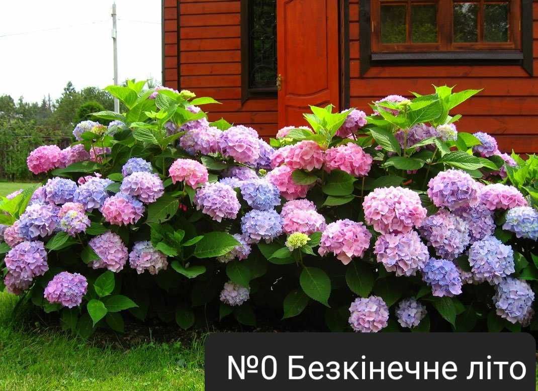 Гортензія широколиста Хот Ред   (Крупнолисна Древовидна Мітловидна)