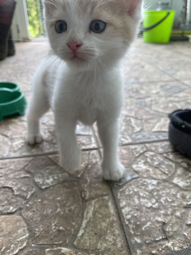 Пухнастий котик…