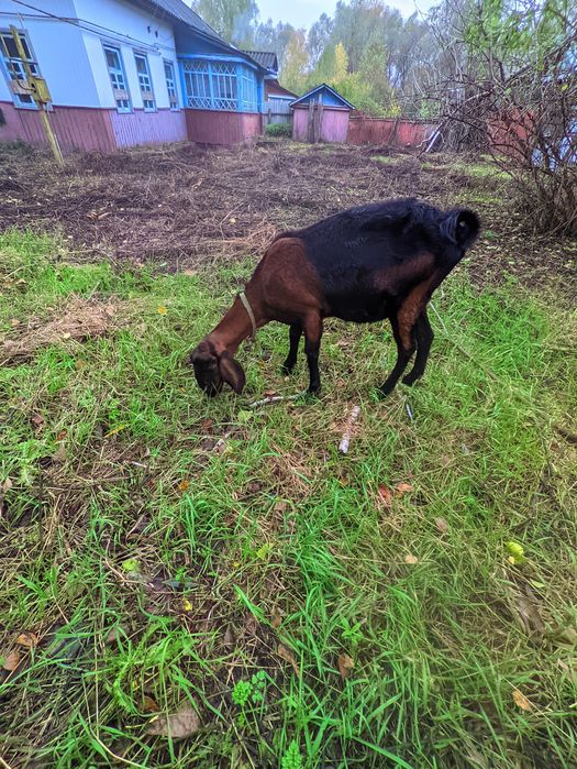 Продається англо-нубійська коза