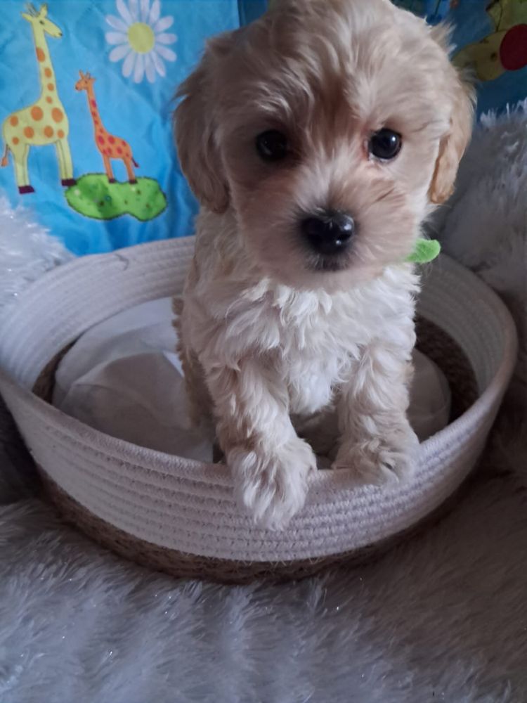 Maltipoo piesek mama maltańczyk tata pudel toy red