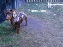 Jamnik Miniaturowy krótkowłosy