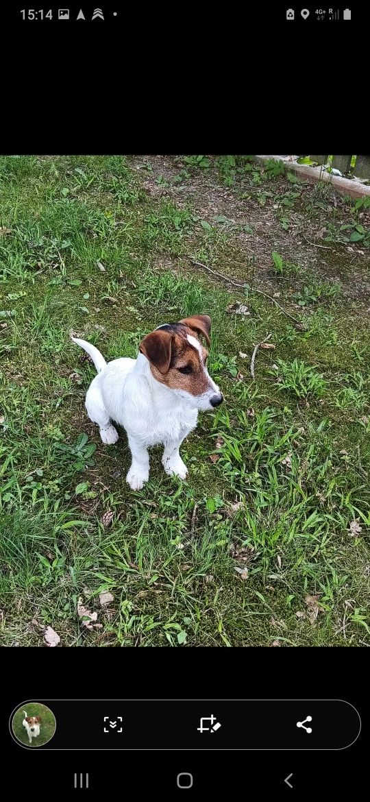 Jack russell terrier piesek Harley