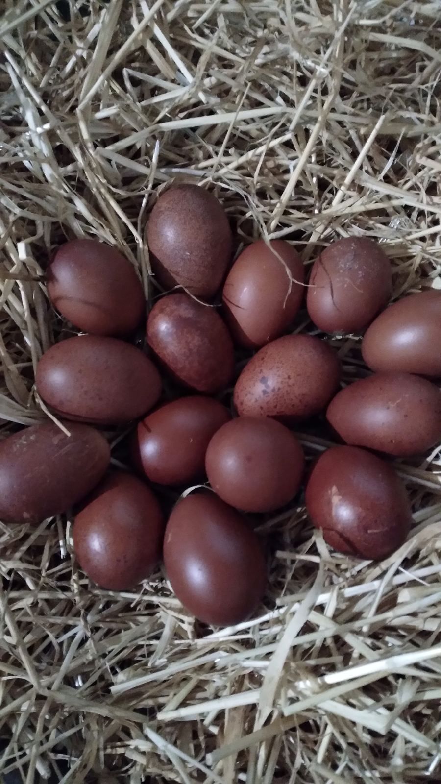 Продам инкубационное яйцо марина чёрно - медного