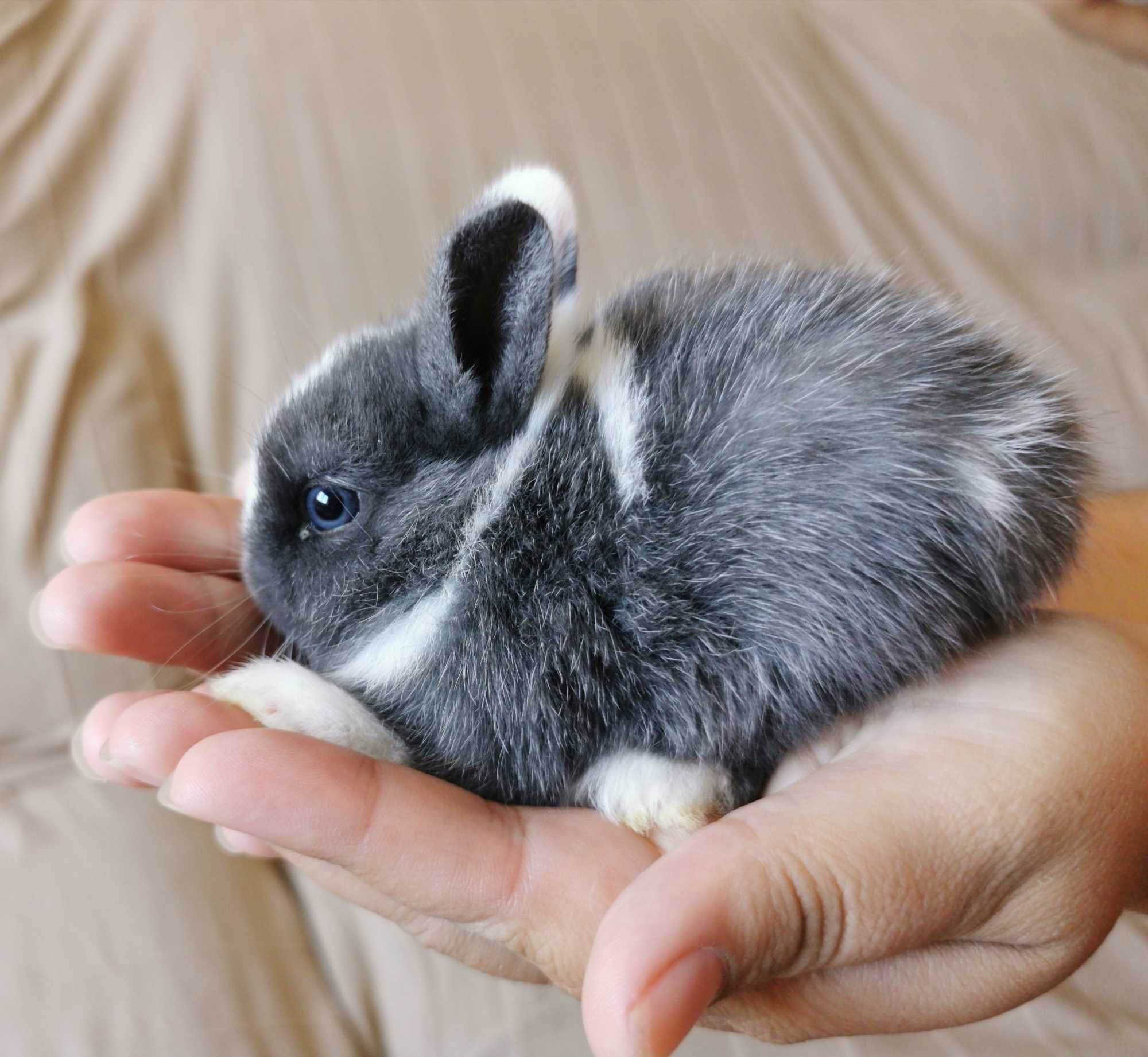 Mini Coelhos anões + gaiola nova + alimentação adequada