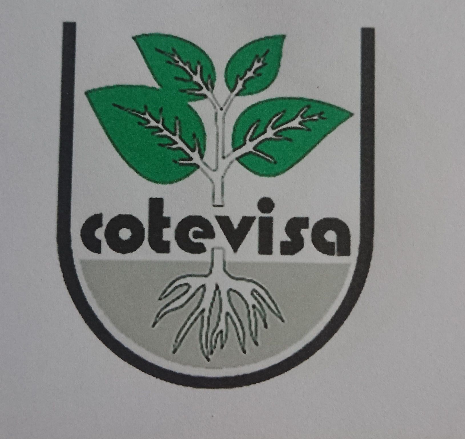 Павловния/Paulownia Клон ін Вітро 112) морозостойки Cotevisa 2 годові