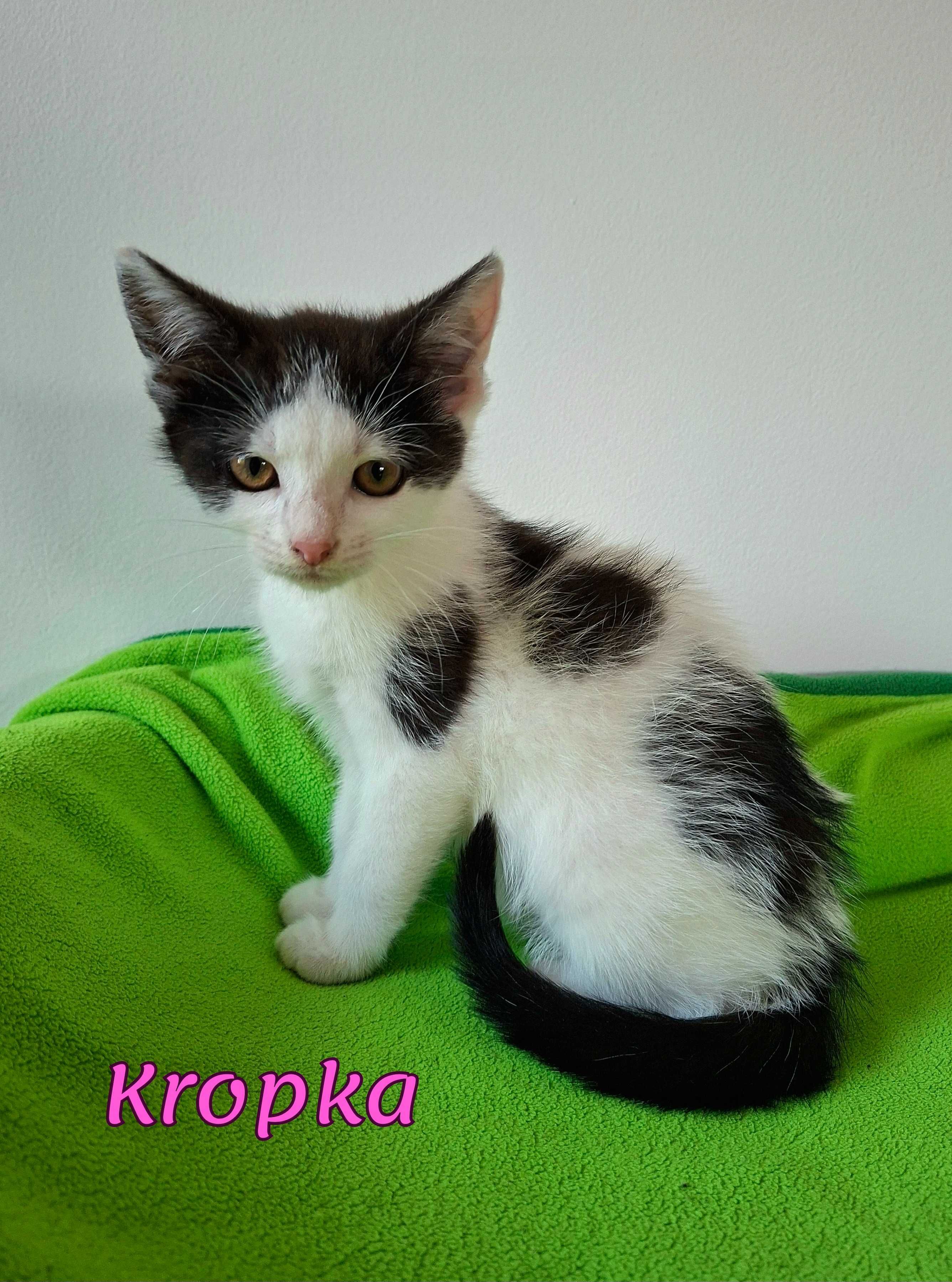 Kropka chce mieć dom