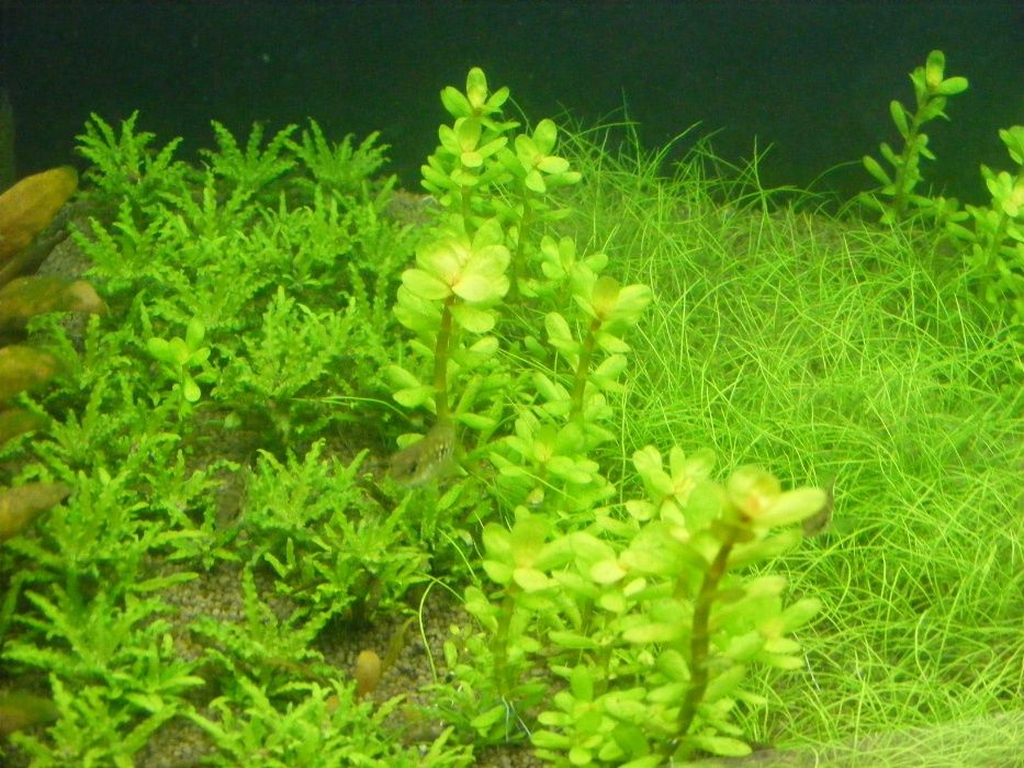 GB rotala bonsai (Ammania Bonsai)