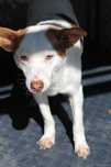 587838 Teo  tylko odpowiedzialna adopcja.