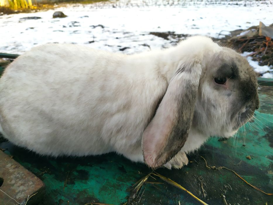 Продам робочих самців Французького барана