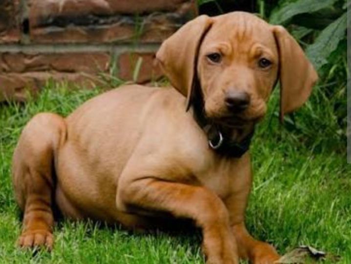 дівчинка мисливської породи дуже крупна має хорошу стойку буде добрим