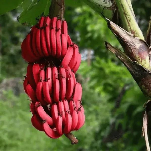 Bananeira Musa Red Dacca ou Banana Vermelha - RARA