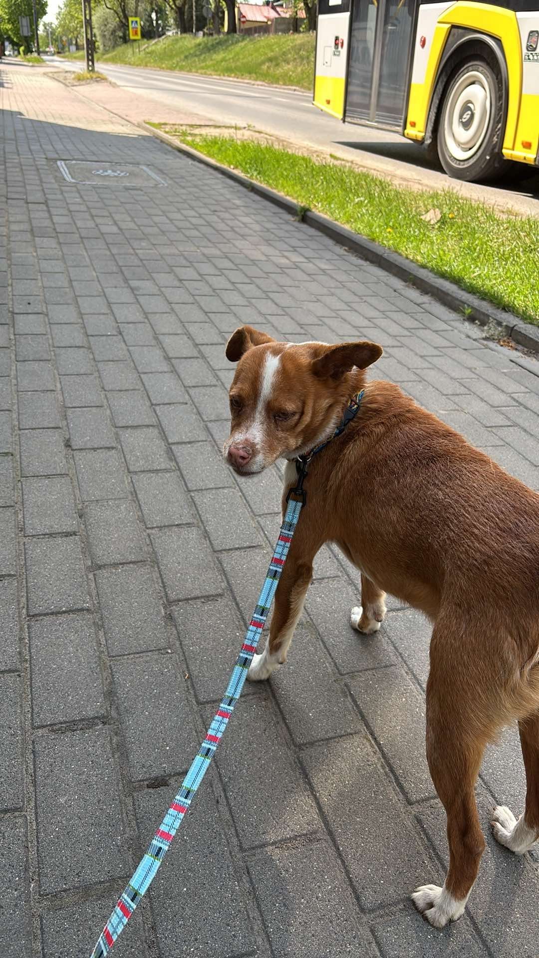 Piesek do Adopcji
