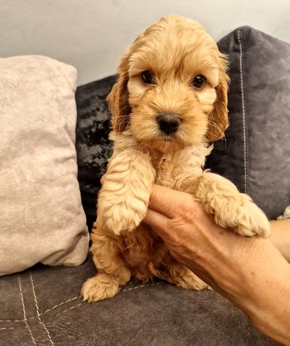 Cockapoo piesek cocker spaniel angielski i pudel