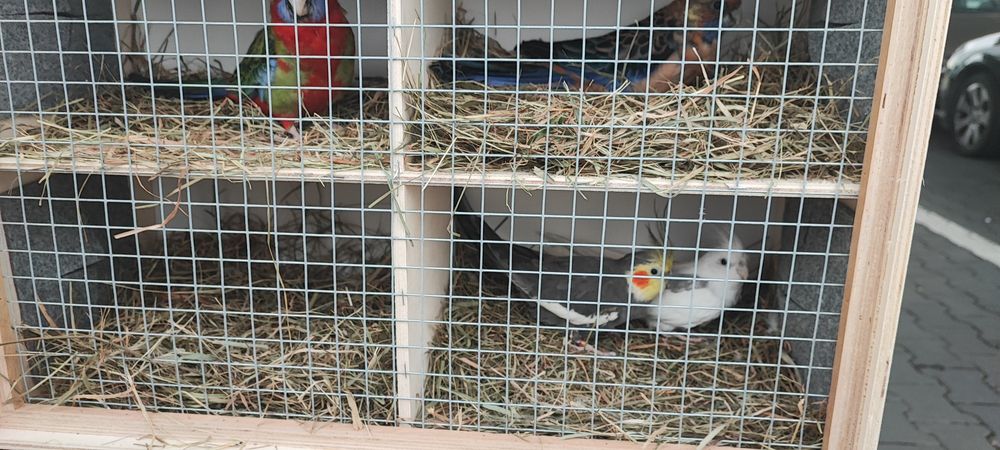 Sprzedam ptaki widoczne na zdjęciach