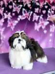 Piesek Shih Tzu z rodowodem