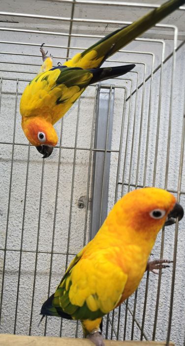 Aratiga sol muito bonita