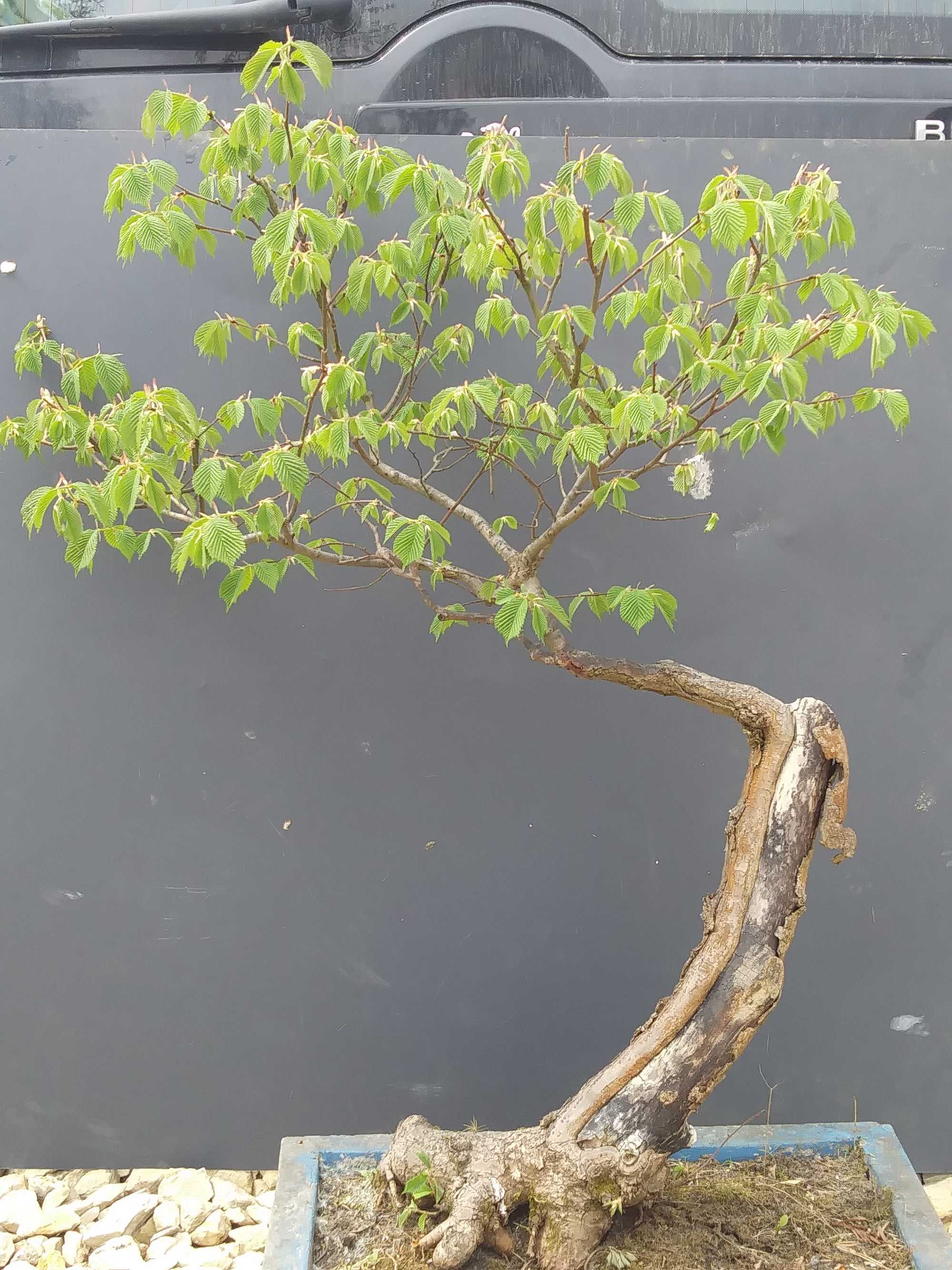 Sprzedam bonsai WIĄZ