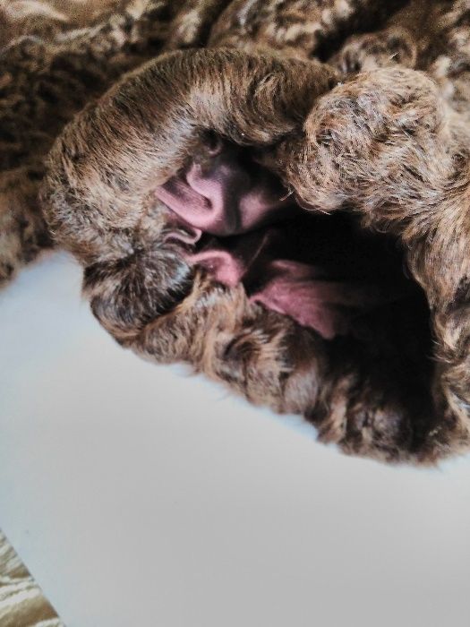 futro z łapek karakułowych greckich-brąz-tęższa,niższa osoba