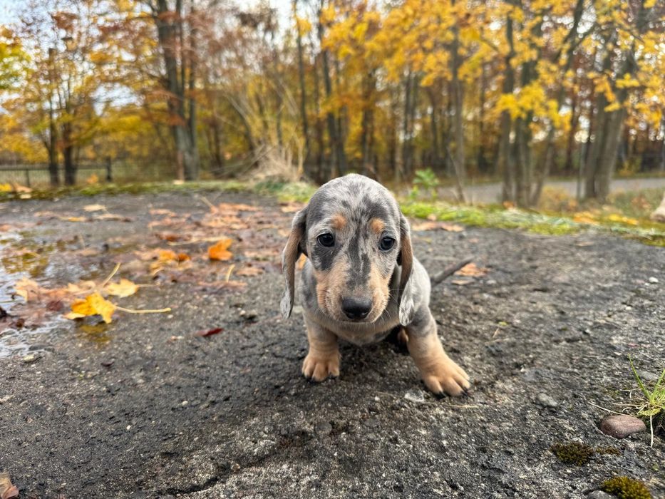 jamnik miniaturowy piesek merlle