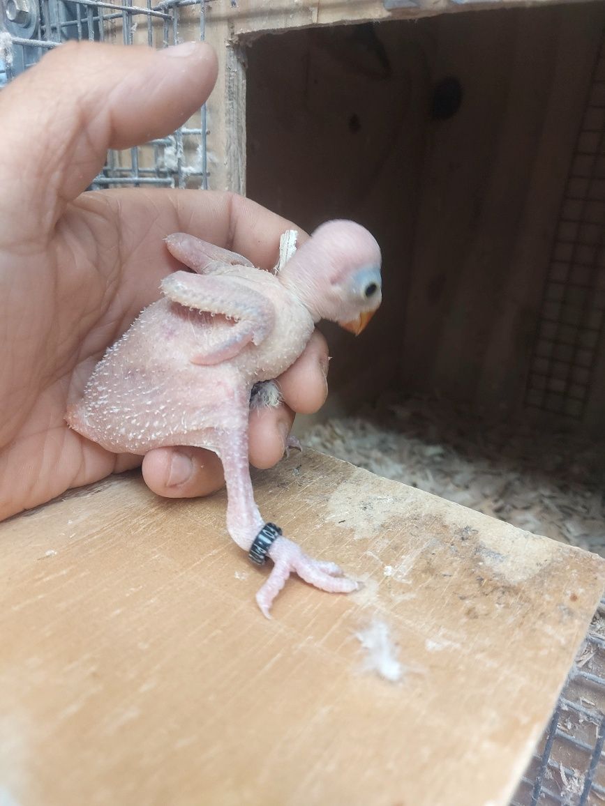 Ring neck criar a mão