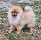 Pomeranian- Szpic miniaturowy malutki puchaty piesek
