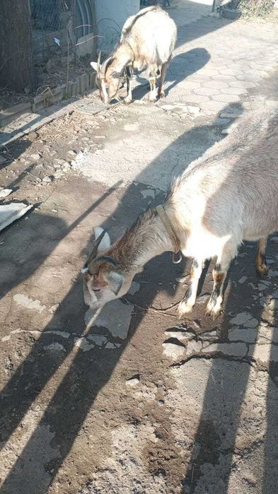 Продаю гарних козів