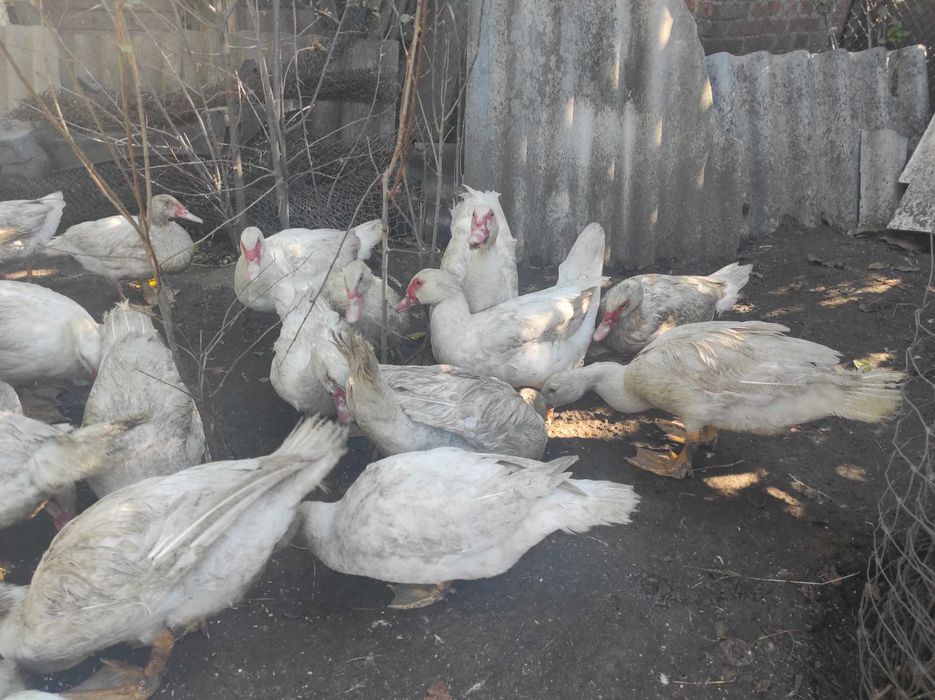 Продам мускусних качок тяжкої нім,лінії білі