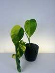 Szczyt 3 listny monstera marmorata