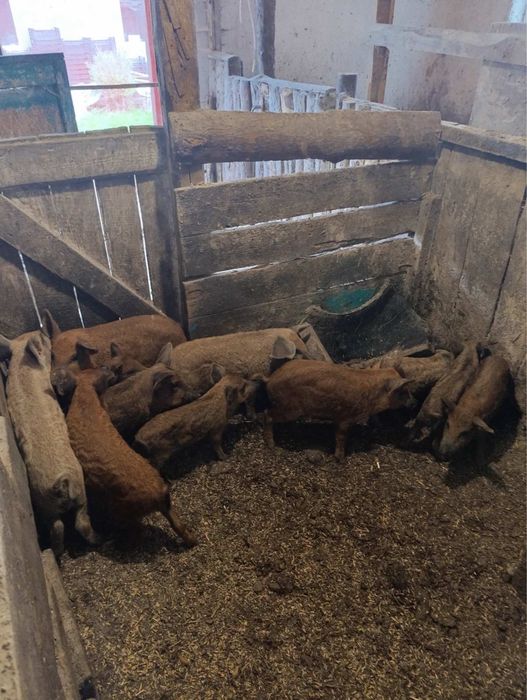 Продам чистокровних поросят венгерська мангалиця