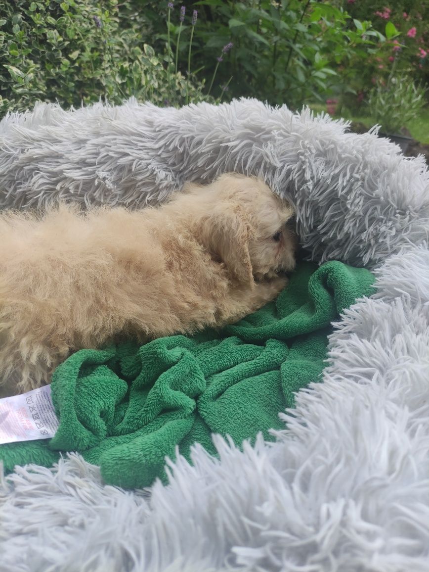 Maltipoo malutki chlopiec Warszawa pudel maltanczyk