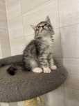 Kocurek maine coon