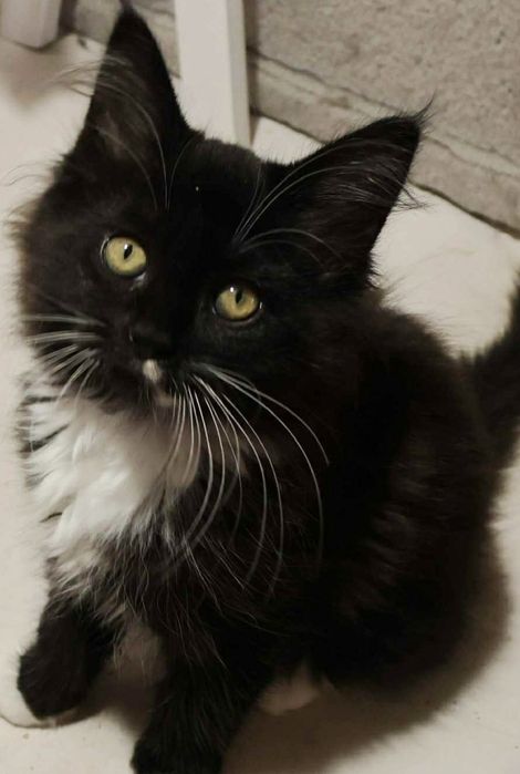 Kot MAINE COON z rodowodem