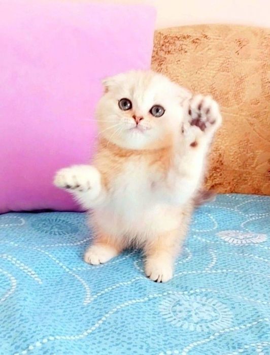 Невероятно ласковый котёночек шотландик