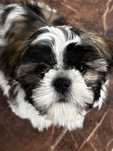 Shih tzu piesek Maksiu gotowy na nowy domek.