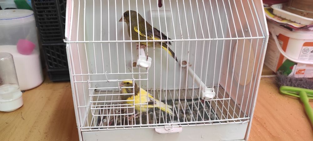 Cedo casal de verdilhoes de mutação