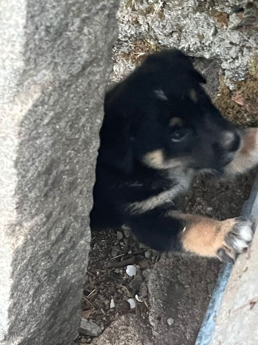 Cão da Serra da Estrela