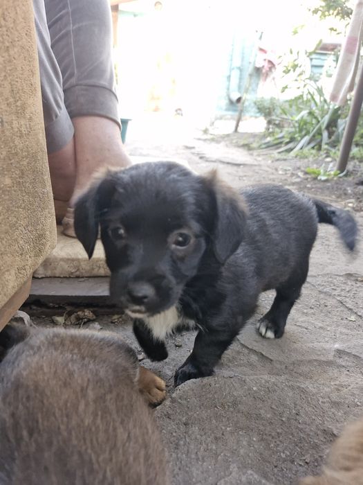 Віддам цеценят ,собака,пес