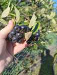 Aronia z własnego ogródka - zbierana na zamówienie