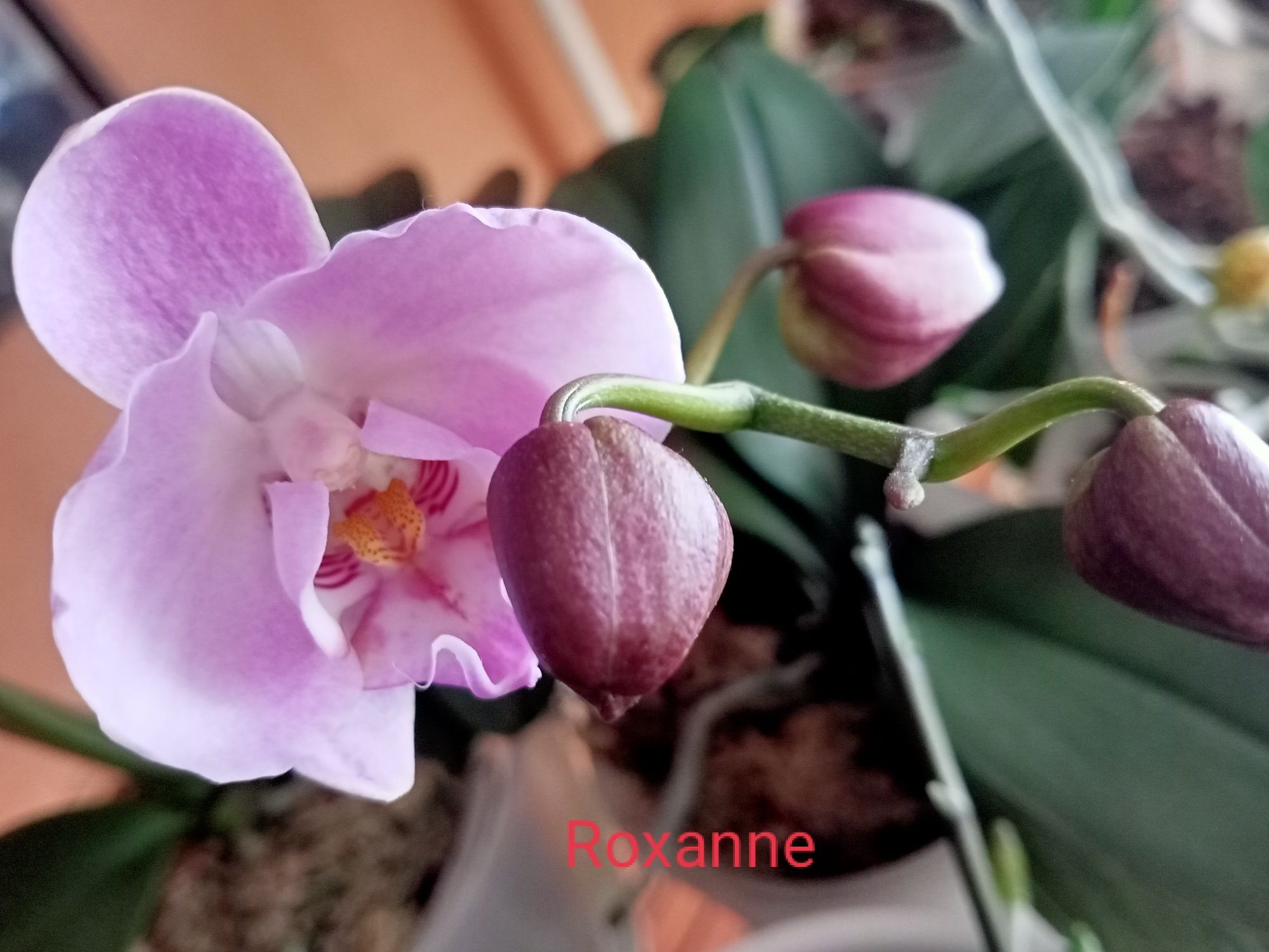 Орхидея фаленопсис Roxanne