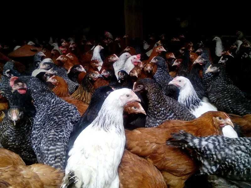 Kury nioski młode kury kurki ogólnoużytkowe kokoszki dowóz