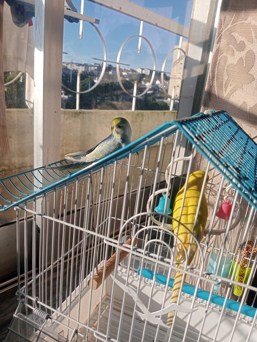 Piriquitos domésticados