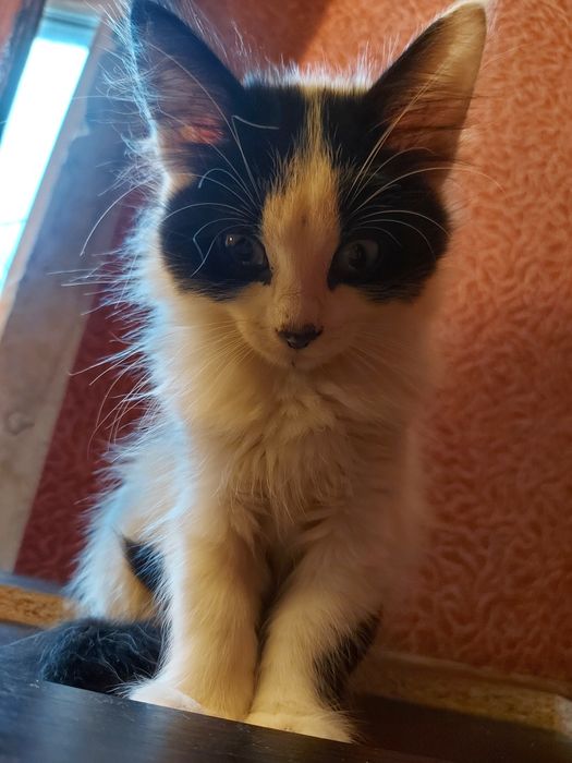 Бестплатно, котики!
