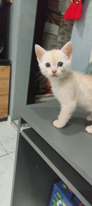 Śliczna kocica do adopcji